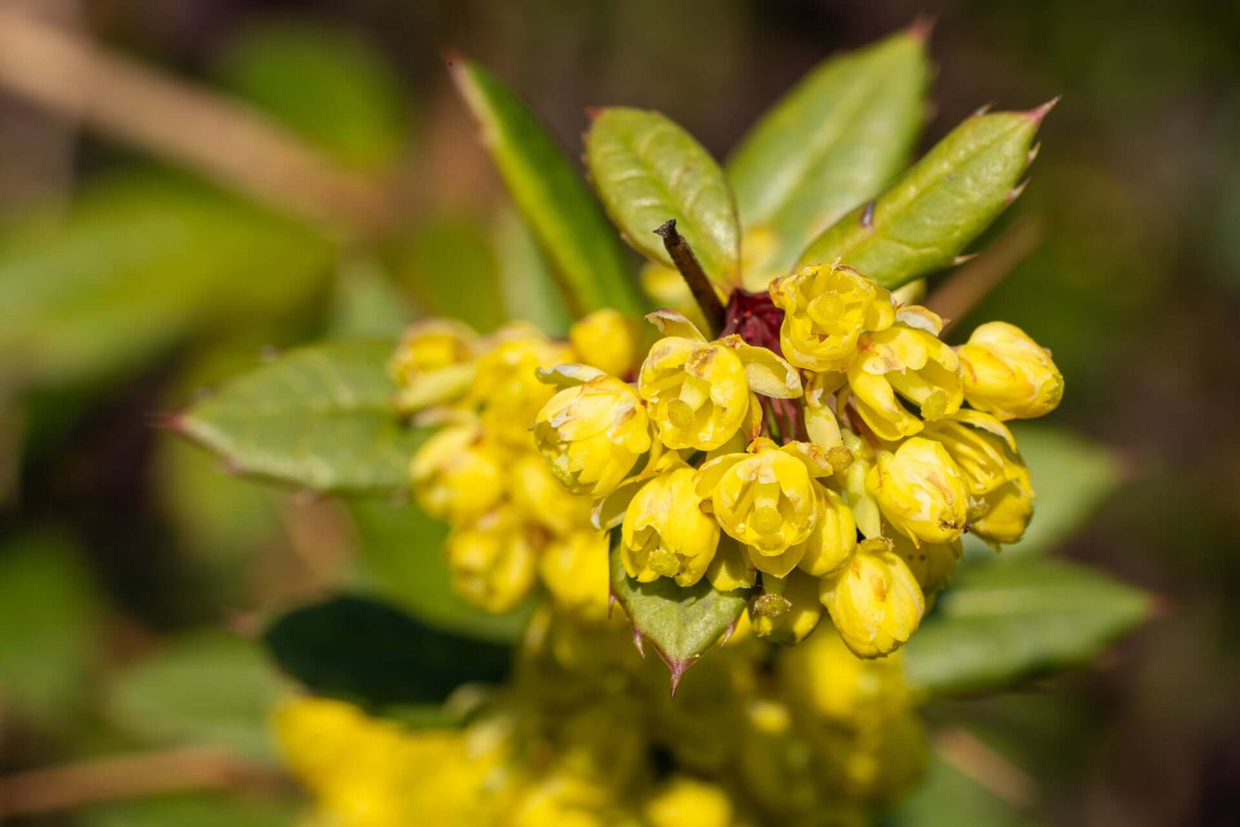 Cassia alata: conheça esse ativo antioxidante